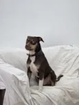 Snoopy 