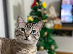 Gato raça SRD-ViraLata idade 4 anos nome Grigi 