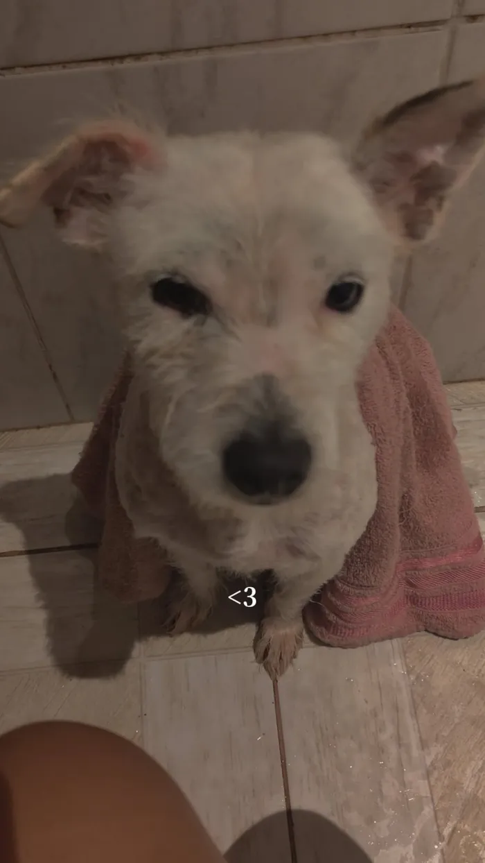 Cachorro raça SRD-ViraLata idade 2 anos nome Luna