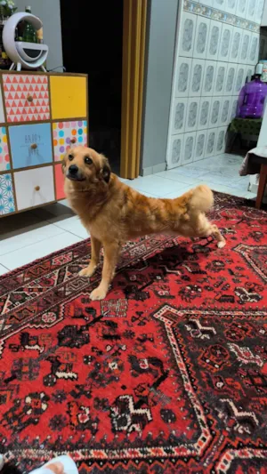 Cachorro raça SRD-ViraLata idade 2 anos nome Ticão 