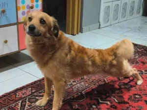 Cachorro raça SRD-ViraLata idade 2 anos nome Ticão 