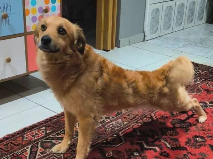 Cachorro raça SRD-ViraLata idade 2 anos nome Ticão 