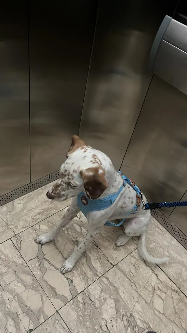 Cachorro raça SRD-ViraLata idade 1 ano nome Marrom