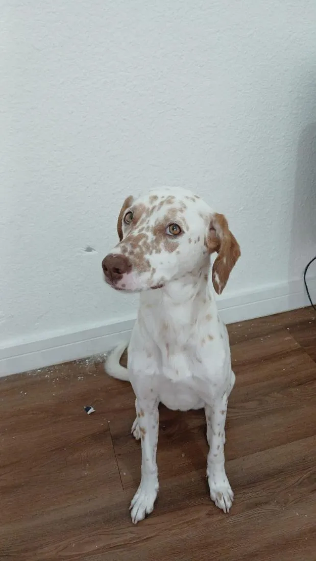 Cachorro raça SRD-ViraLata idade 1 ano nome Marrom