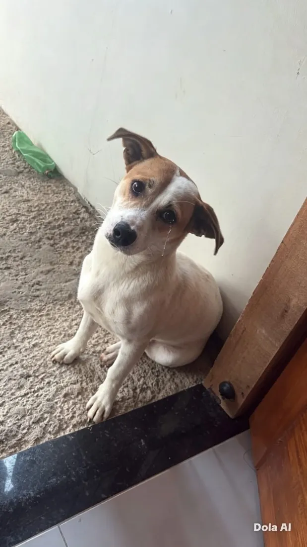 Cachorro raça SRD-ViraLata idade 7 a 11 meses nome Tedy