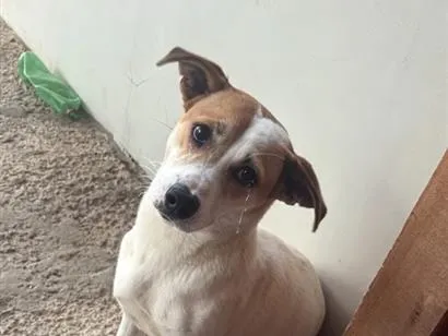 Cachorro raça SRD-ViraLata idade 7 a 11 meses nome Tedy