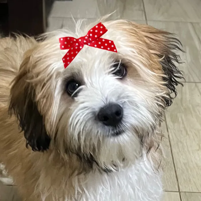 Cachorro raça Shitzu idade 2 a 6 meses nome Luma