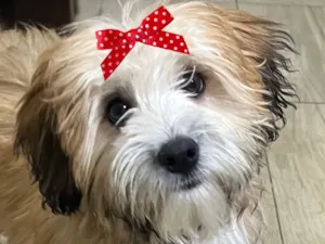 Cachorro raça Shitzu idade 2 a 6 meses nome Luma