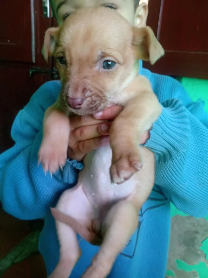 Cachorro raça SRD-ViraLata idade Abaixo de 2 meses nome Bela