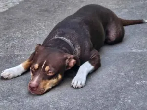 Cachorro raça SRD-ViraLata idade 1 ano nome Snoopy 