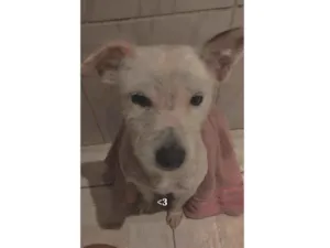 Cachorro raça SRD-ViraLata idade 2 anos nome Luna