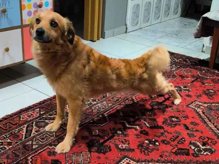 Cachorro raça SRD-ViraLata idade 2 anos nome Ticão 
