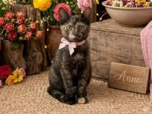 Gato raça SRD-ViraLata idade Abaixo de 2 meses nome Anny