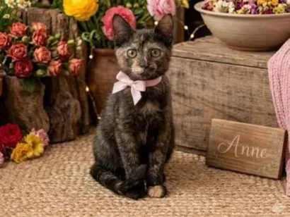 Gato raça SRD-ViraLata idade Abaixo de 2 meses nome Anny