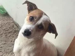 Cachorro raça SRD-ViraLata idade 7 a 11 meses nome Tedy
