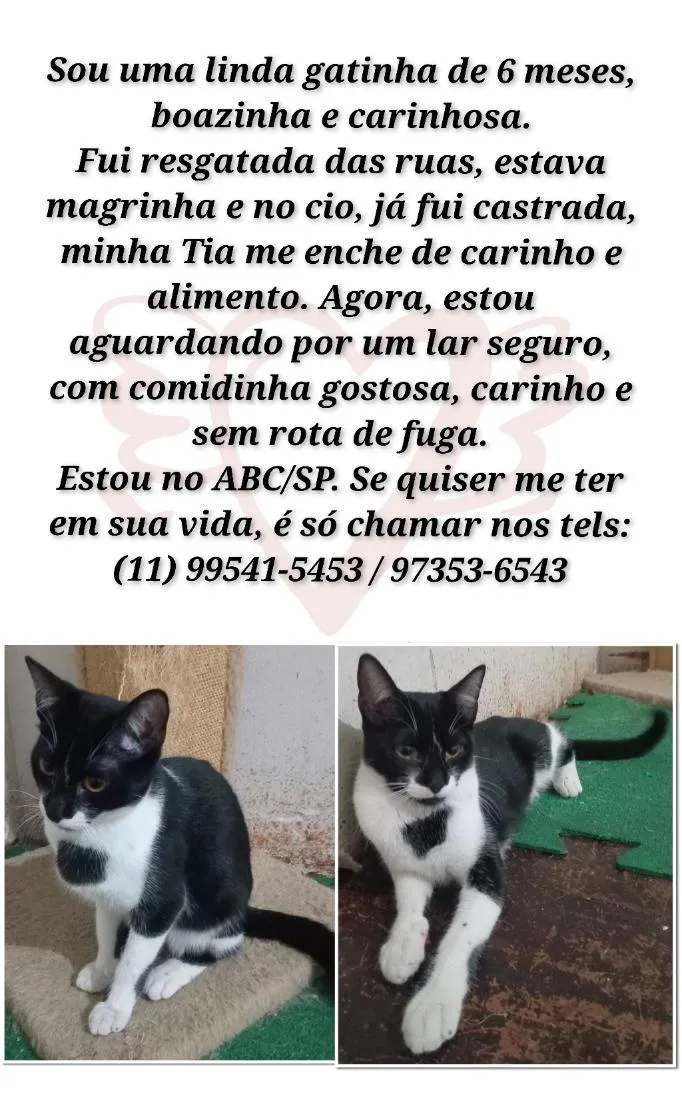 Gato raça SRD-ViraLata idade 2 a 6 meses nome Frajola