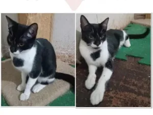 Gato raça SRD-ViraLata idade 2 a 6 meses nome Frajola