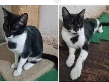 Gato raça SRD-ViraLata idade 2 a 6 meses nome Frajola