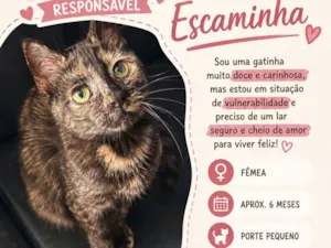 Gato raça SRD-ViraLata idade 2 a 6 meses nome Escaminha