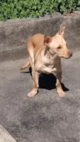 Amora