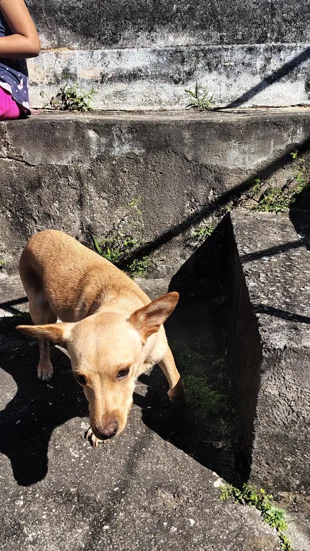 Cachorro raça SRD-ViraLata idade 7 a 11 meses nome Amora