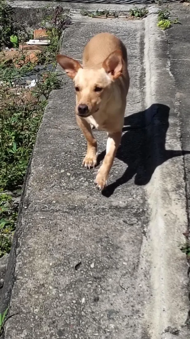 Cachorro raça SRD-ViraLata idade 7 a 11 meses nome Amora