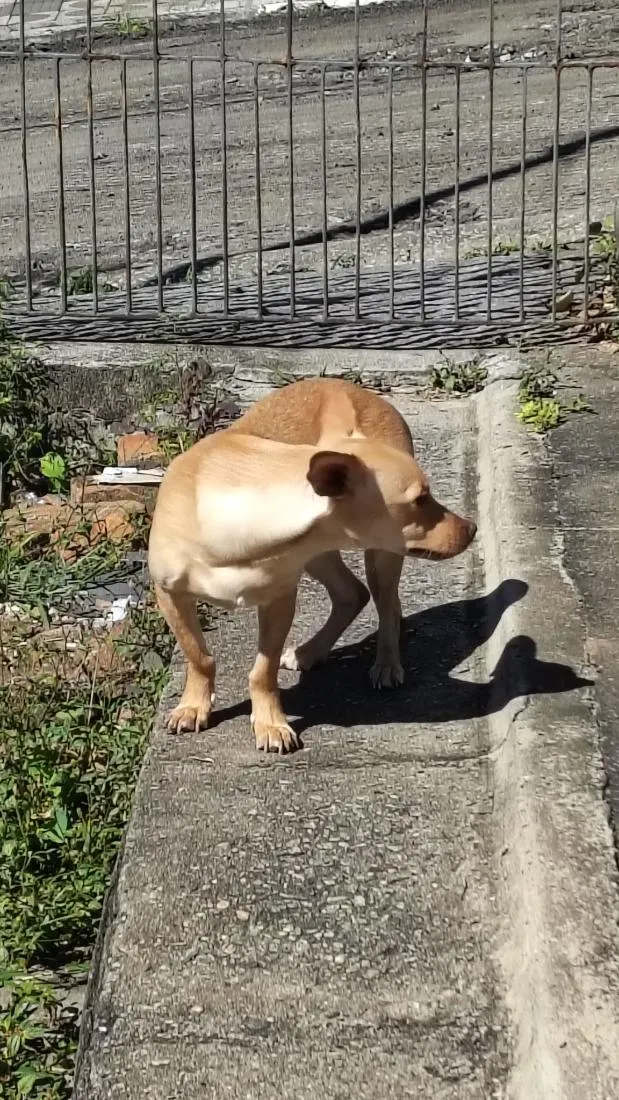 Cachorro raça SRD-ViraLata idade 7 a 11 meses nome Amora