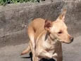 Amora