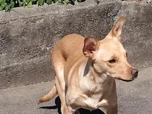 Cachorro raça SRD-ViraLata idade 7 a 11 meses nome Amora