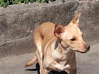 Cachorro raça SRD-ViraLata idade 7 a 11 meses nome Amora