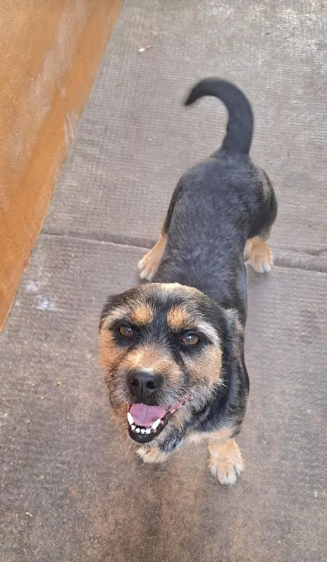 Cachorro raça SRD-ViraLata idade 6 ou mais anos nome luki