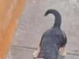 luki