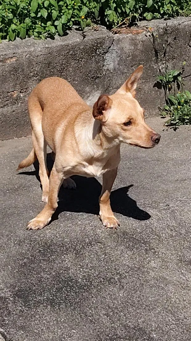 Cachorro raça SRD-ViraLata idade 1 ano nome amora