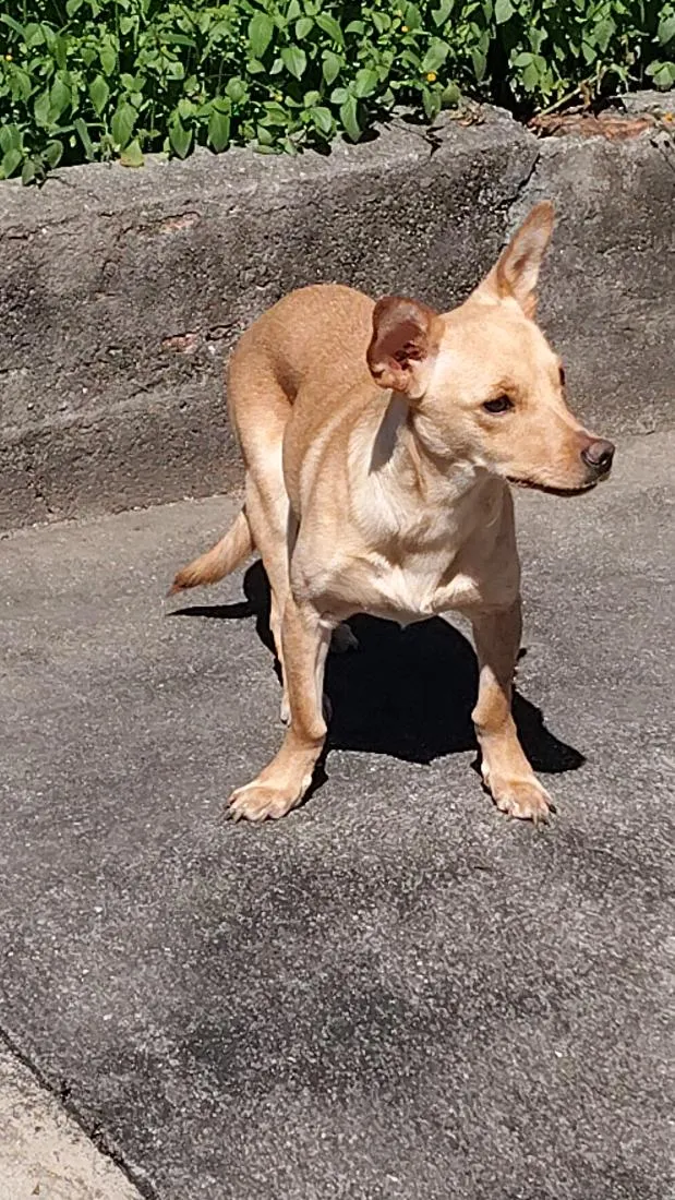 Cachorro raça SRD-ViraLata idade 1 ano nome amora