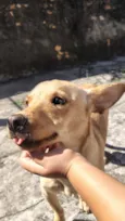 amora