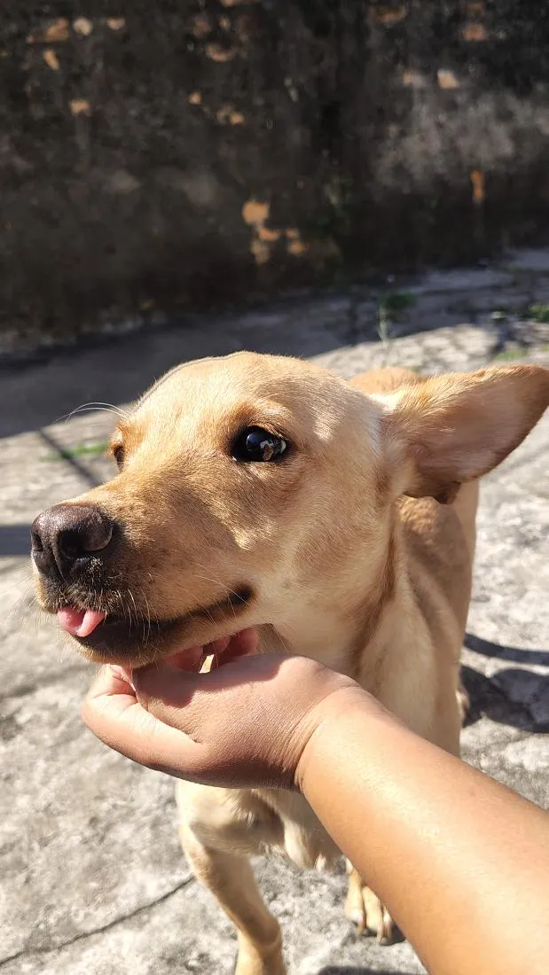Cachorro raça SRD-ViraLata idade 1 ano nome amora