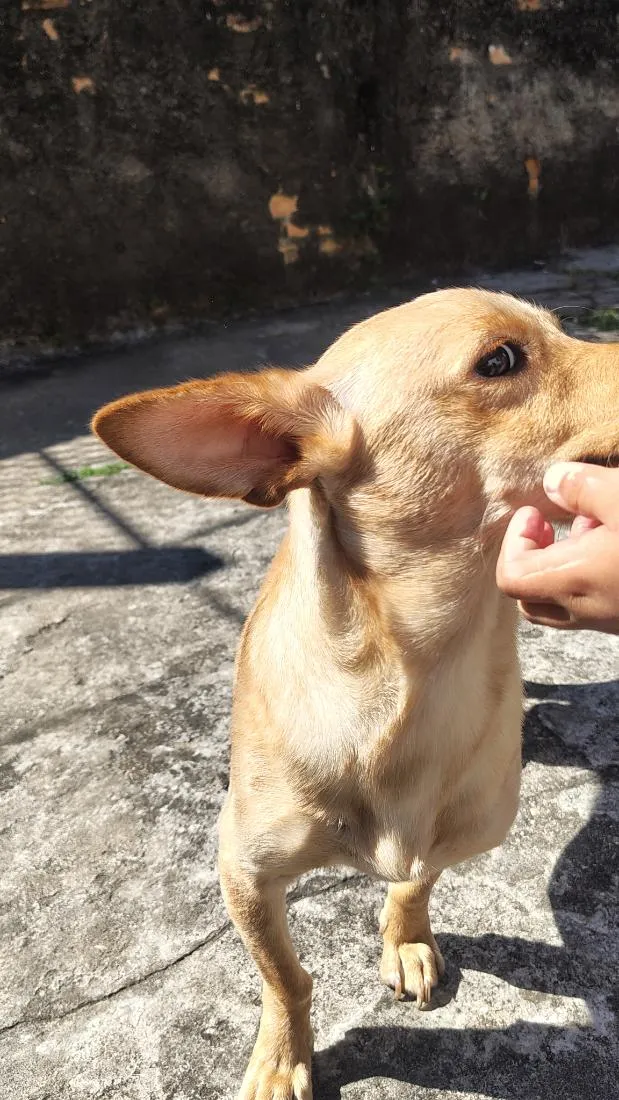 Cachorro raça SRD-ViraLata idade 1 ano nome amora