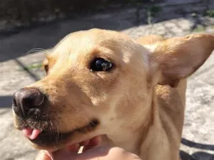 Cachorro raça SRD-ViraLata idade 1 ano nome amora