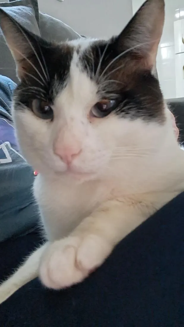 Gato raça SRD-ViraLata idade 7 a 11 meses nome Cloe