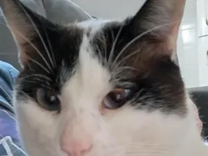 Gato raça SRD-ViraLata idade 7 a 11 meses nome Cloe