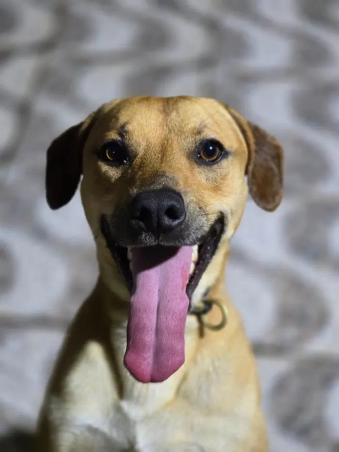 Cachorro raça SRD-ViraLata idade 2 anos nome Billy