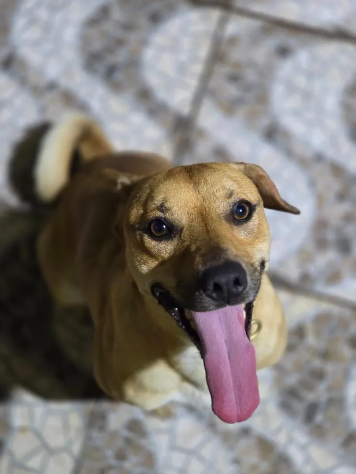 Cachorro raça SRD-ViraLata idade 2 anos nome Billy