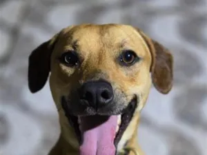 Cachorro raça SRD-ViraLata idade 2 anos nome Billy