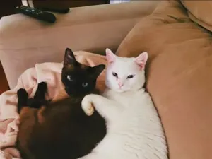Gato raça SRD-ViraLata idade 6 ou mais anos nome Samuel e Rebeca
