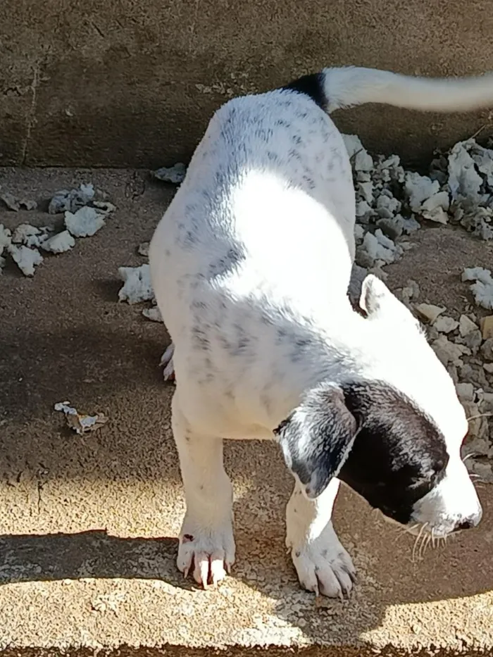 Cachorro raça SRD-ViraLata idade 2 a 6 meses nome sem nome