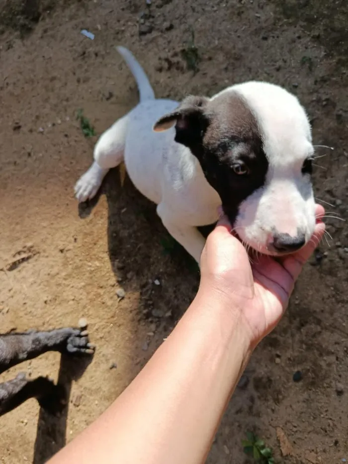 Cachorro raça SRD-ViraLata idade 2 a 6 meses nome sem nome