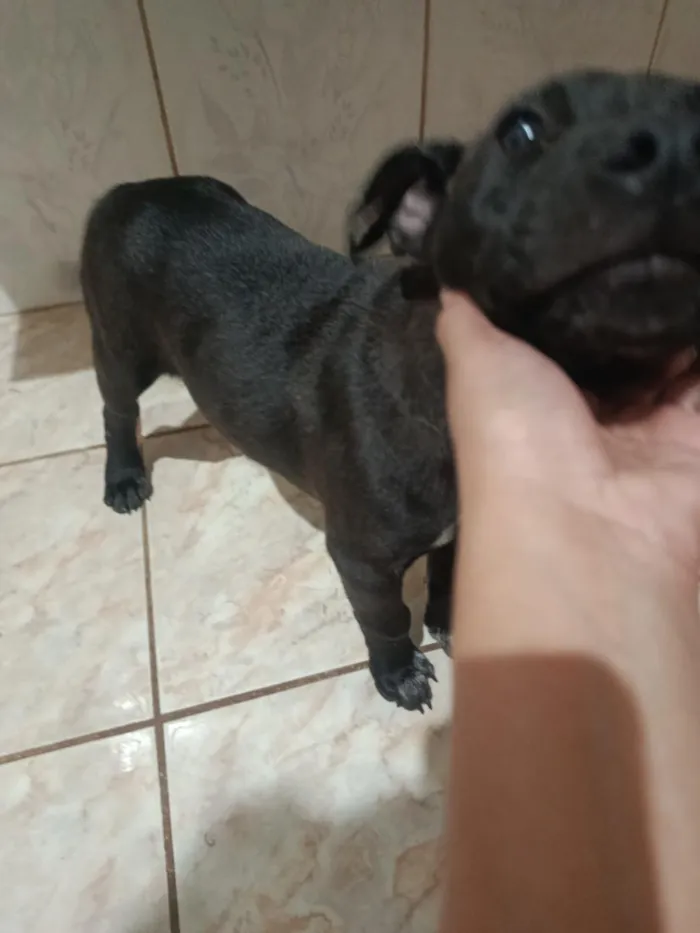 Cachorro raça SRD-ViraLata idade 2 a 6 meses nome sem nome