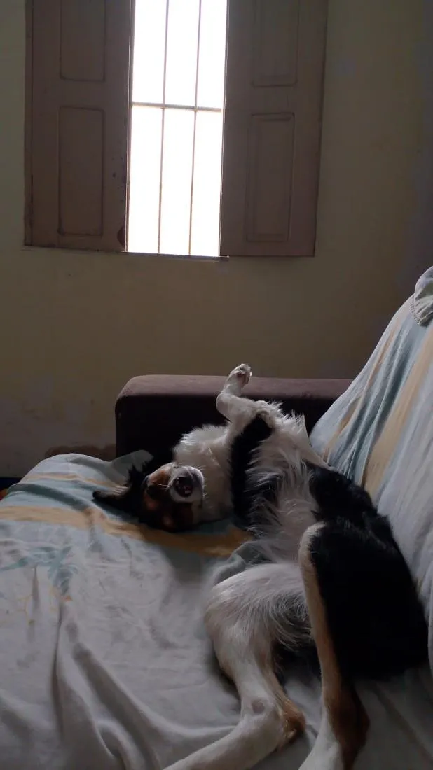 Cachorro raça SRD-ViraLata idade 7 a 11 meses nome Safira