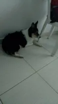 Safira