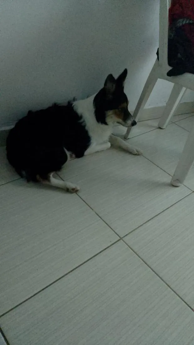 Cachorro raça SRD-ViraLata idade 7 a 11 meses nome Safira